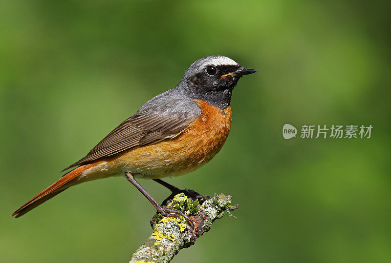 公红雀(Phoenicurus Phoenicurus)